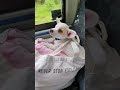 #luca #first #bus #ride #dog #lover #furbaby #shortvideo #pets #happy #travel #travelwithpets