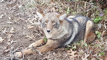 Trapping in the Rain and MUD.