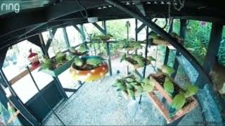 Lovebirds and our aviary screenshot 4