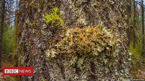 Conifer is top tree in urban sound absorption test  - Latest News