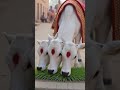 3 sar vala cow #trendingshorts #cow #ytshorts #youtubeshorts