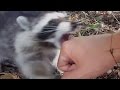 When animals attack humans PART 1: Raccoon edition - Funny animal compilation