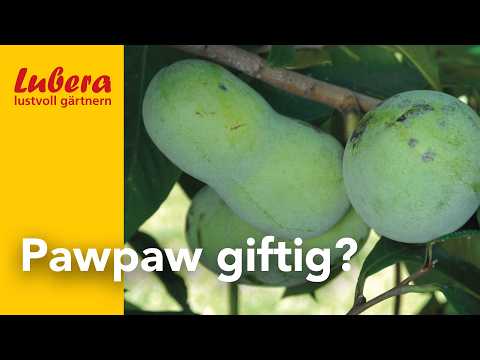 Indianerbanane: Ist die Pawpaw wirklich giftig?
