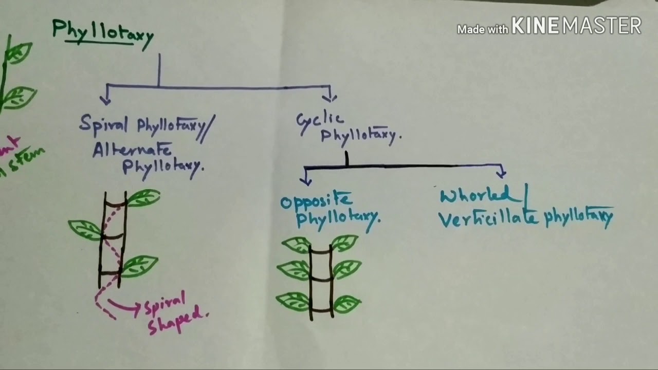 Plant Morphology Phyllotaxy YouTube