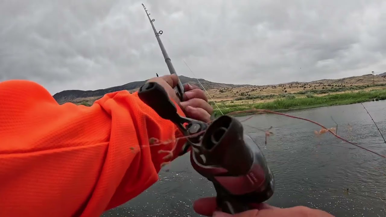 Bass fishing tube bait and saucy swimmer ￼￼