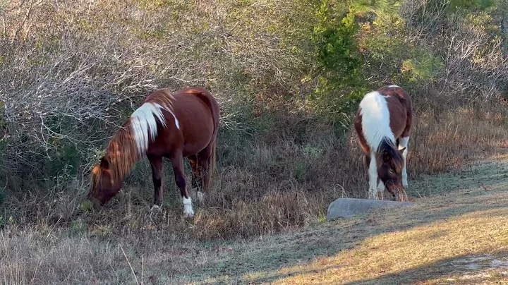 Assateague Wild Horses Grazing Grass