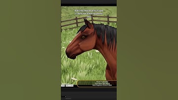 Horse animations I