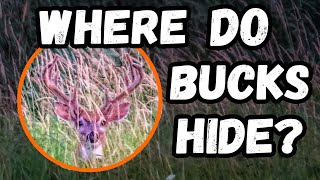 How Do BUCKS AVOID HUNTING PRESSURE?  Deer Research With @msudeerlabtv5058