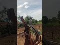 Traveling through the rice fields to find crabs