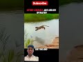 tiger like water lion not like water #animals #wildlife #tiger #motivation #youtubeshorts #trending