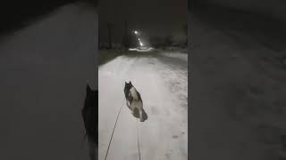 добрейшего времени суток друзья #husky #shortvideo #всемпривет #доброеутро