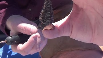 Obsidian Flint Knapped  Point   side and base notching