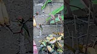 Download Lagu Jenis burung campuran untuk Aviary MP3