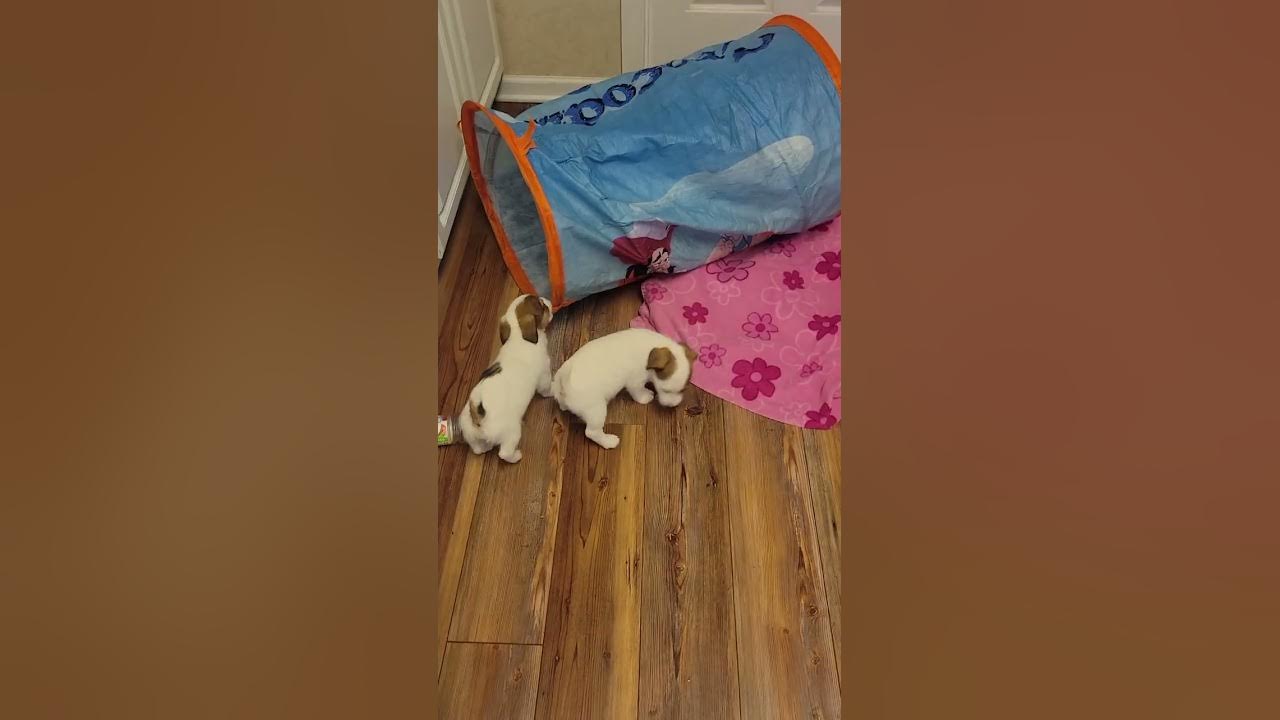 broken coat females 2023 pt. 2 YouTube