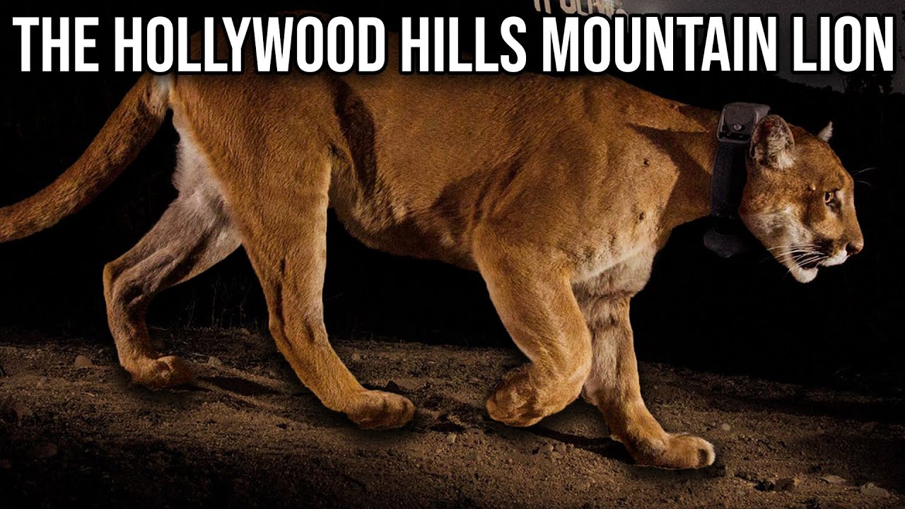 The Hollywood Hills Mountain Lion
