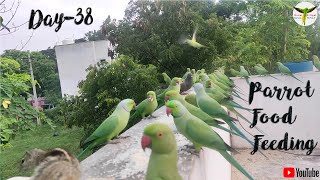 Ring Neck Parrot Food Feeding Day38 / #பச்சைக்கிளி / #parrot #coimbatore / #birds