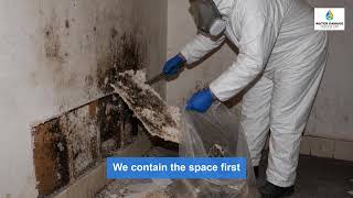 Do You Need a Mold Inspection in NYC Here Is How to Tell