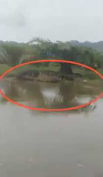 Huge crocodile spotted
