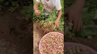 groundnut harvesting farming agriculture Resimi