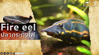 ปลากระทิงไฟ FIRE EEL - SNC FISHROOM EP.19