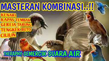Kombinasi Masteran burung juara-Gereja tarung,Kenari,Cililin, Kapas tembak,Tengkek buto||Vol Lantang
