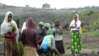 Planting Neem Tree