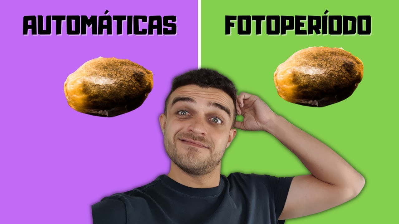 Sementes automáticas ou fotoperíodo