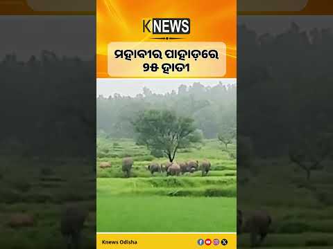 ସୁନ୍ଦରଗଡ଼ରେ ୨୫ଟିକିଆ ହାତୀପଲ ଠାବ, ବନ ବିଭାଗର ସତର୍କ ସୂଚନା #knewsodisha