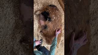 Signs that your sow is about to farrow #kunekune #piglets #farrowing