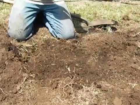 How to Plant Hop Rhizomes