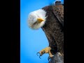 When an Eagle Gets Curious 😳🦅 | Funniest Majestic Moment Ever!