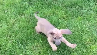 Fila puppy in slow motion - Cassie by LACCO 38 views 8 years ago 51 seconds