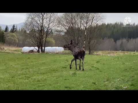 Nature & Animal | Moose/ Elg VS Deer/ Hjort | My travel trips