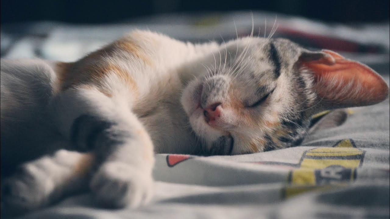 Котик засыпает. Спящий кот. Спящий котенок. Котик засыпает. Котик засыпает.