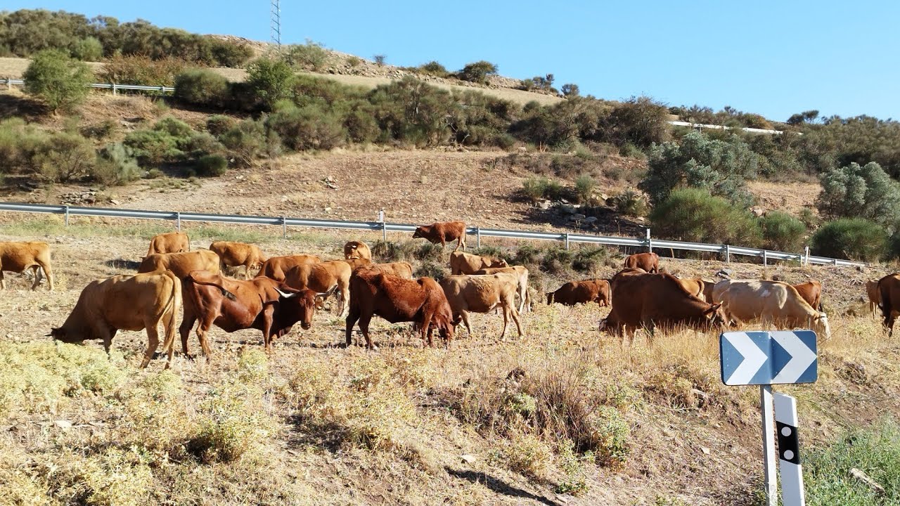 البقر البلدي أحسن من البقر الحلوب يتحمل قساوة الجو لكن نحن نلقحه ضد اللسان الازرق ولله الحمد