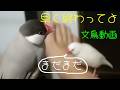 白文鳥ふーちゃん　桜文鳥ほーちゃん　足乗り文鳥　文鳥動画