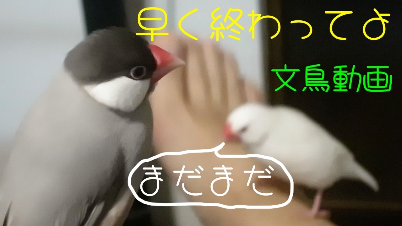 白文鳥ふーちゃん　桜文鳥ほーちゃん　足乗り文鳥　文鳥動画