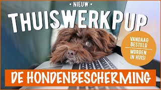 De Thuiswerkpup: Vandaag besteld, morgen in huis! | DierenpraatTV