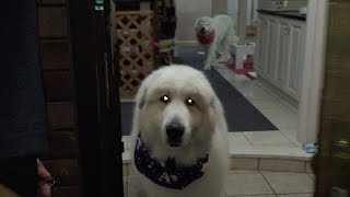 チューバータウン