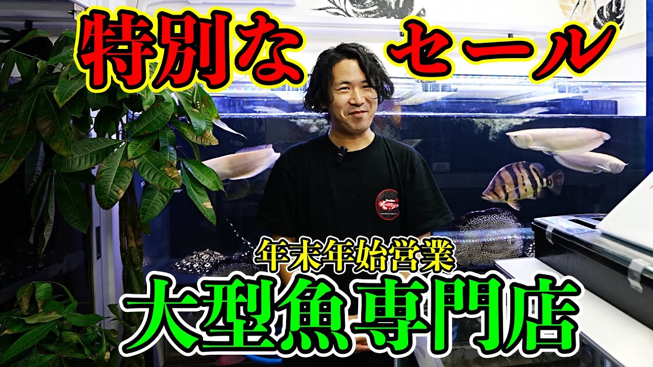 特別な大セール『特殊アロワナ』『ダトニオ』『エイ』年末年始営業『大型魚専門店モンステラ』　＃アロワナ　＃ダトニオ　＃古代魚