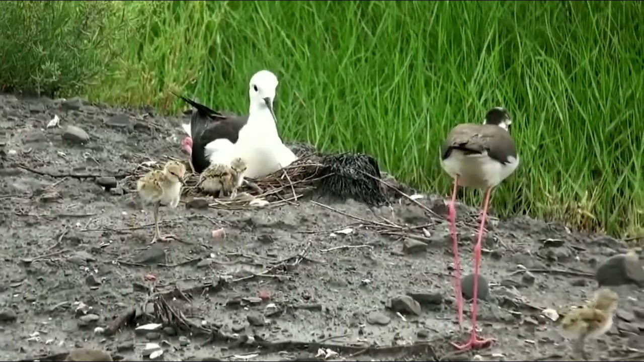 Black-winged Stilt (Himantopus himantopus)🐦🦜