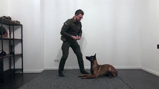 Basic Tutorial Nr.2 | How to teach a dog Down / Sit / Stand #dogtraining #dogtutorial #k9