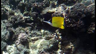 Longnose butterflyfish - Pesce Farfalla muso lungo - Forcipigier longirostris - www.intotheblue.it