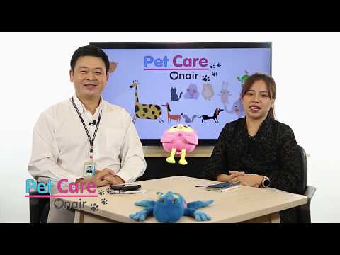 เต้านมสุนัขใหญ่ขึ้น ต้องระวังหรือช่างปะไร  | รายการ Pet Care onair