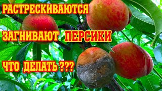 РАСТРЕСКИВАЕТСЯ КОСТОЧКА У ПЕРСИКА/ Гниль плодов/Что делать???