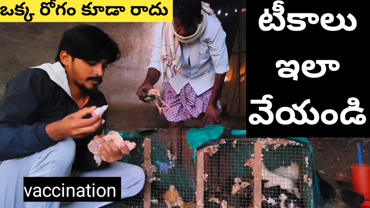 kodi pillalaku vaccine | కోడి పిల్లలకు రోగాలు రాకుండా టీకాలు ఎలా ఇవ్వాలి