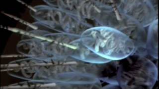 Cnidarian Nematocyst Structure.mov