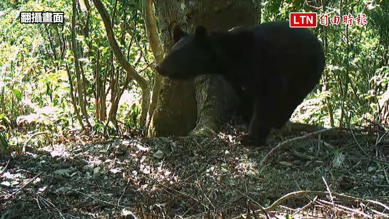 台東卑南鄉山林驚喜！低海拔利嘉、下賓朗部落黑熊接力現蹤