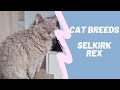 SELKIRK REX - CAT BREEDS の動画、YouTube動画。