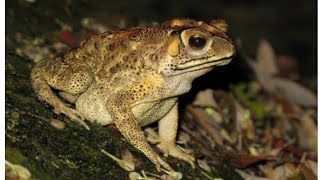 BONES OF TOAD ALONGWITH IDENTIFYING CHARACTERS